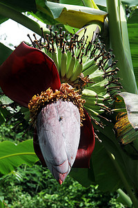 长青林树上的大香蕉花图片