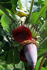 森林树上的大香蕉花图片