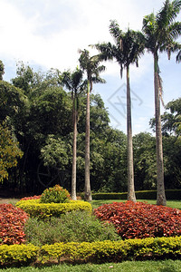 斯里兰卡Peradeniya皇家植物园棕榈树图片
