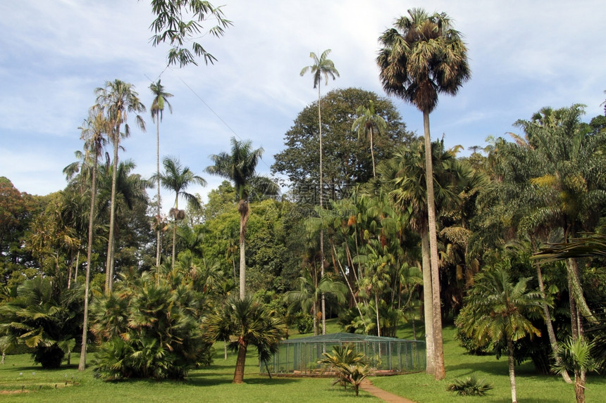斯里兰卡Peradeniya皇家植物园棕榈树图片