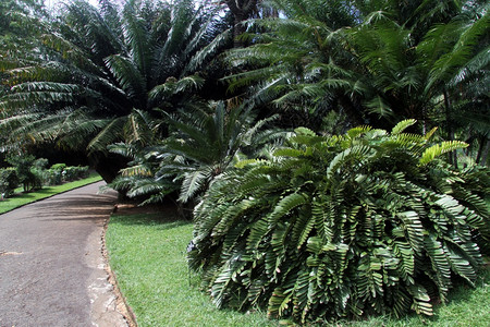 斯里兰卡植物园道路图片