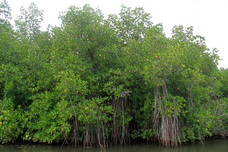 斯里兰卡河沿岸的浓厚红树林图片