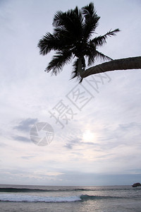 斯里兰卡Hikkaduwa海滩的日落和棕榈树图片