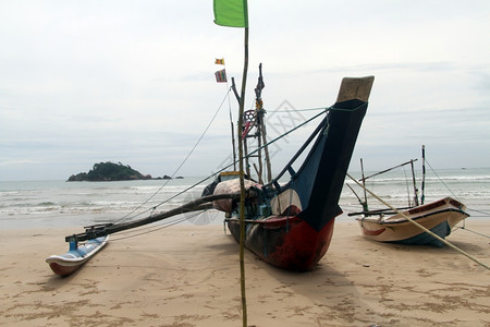 斯里兰卡海滩上的钓鱼猫amaran图片