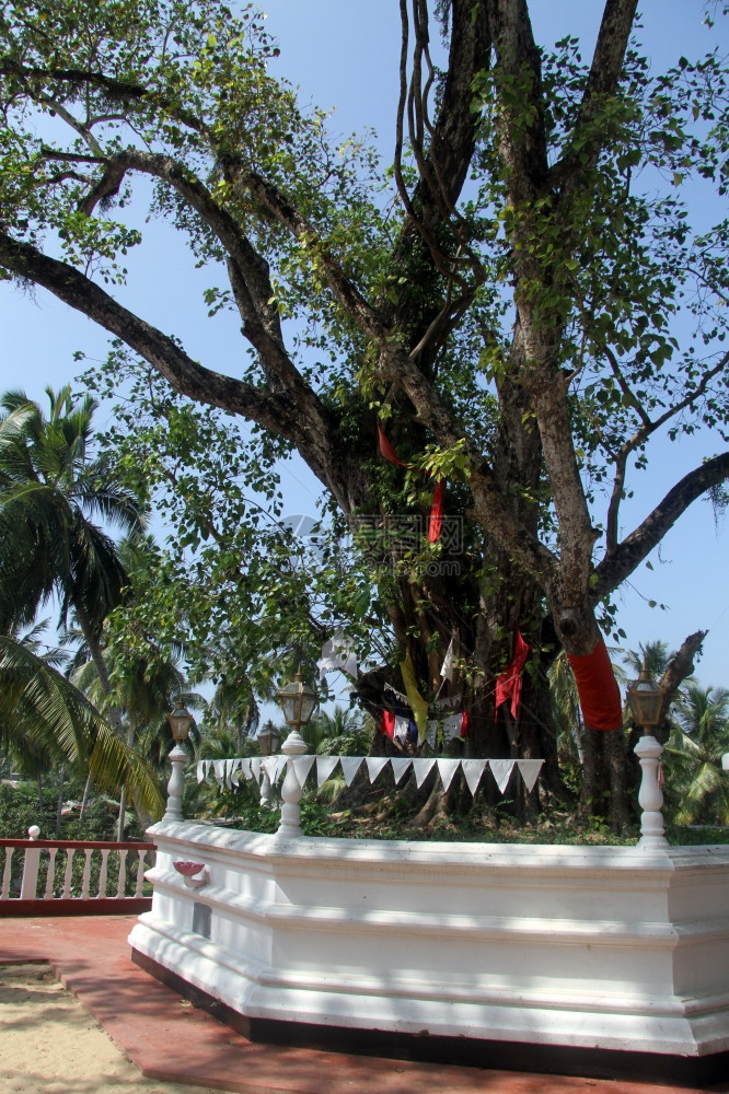 斯里兰卡贝鲁瓦拉萨普戈达维哈拉亚的大菩提树图片