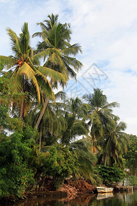 斯里兰卡本托塔棕榈树种植园附近河上的船只图片
