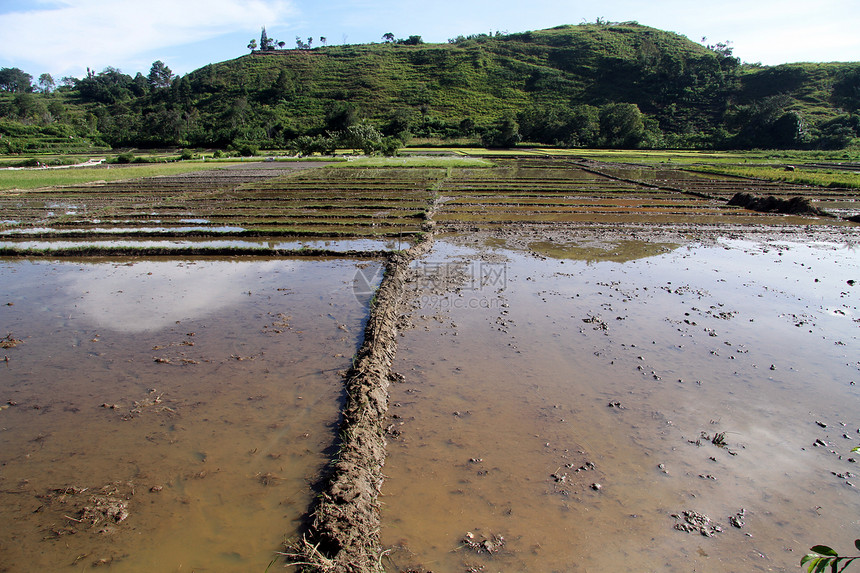 印度尼西亚村庄附近的稻田水图片