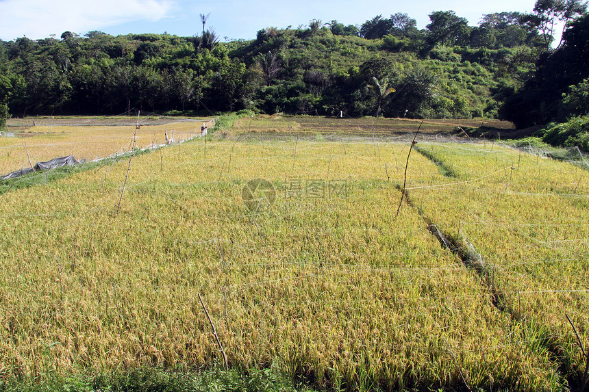 印度尼西亚Samosir岛村附近田野上的黄稻图片