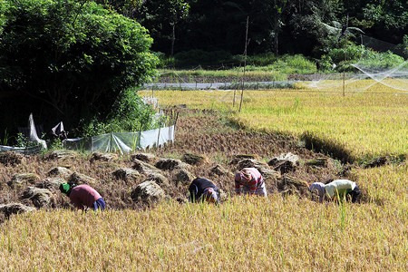 Samosir岛村附近田地收割的村民背景图片