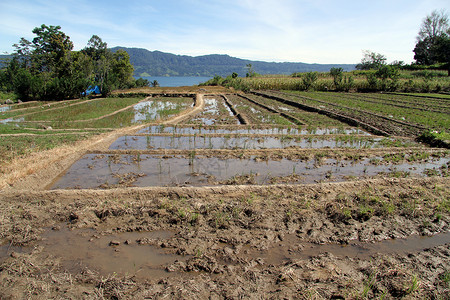 印度尼西亚Samosir岛湿脏稻田图片