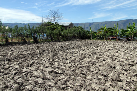 印度尼西亚Samosir岛的Plough农场田图片