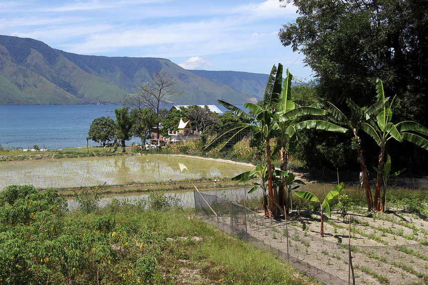 印度尼西亚Samosir岛的稻田和香蕉树图片