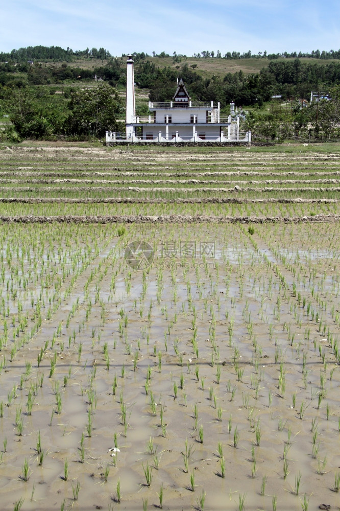 印度尼西亚萨莫塞尔岛的稻米田地和巴塔克图片