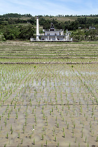印度尼西亚萨莫塞尔岛的稻米田地和巴塔克图片