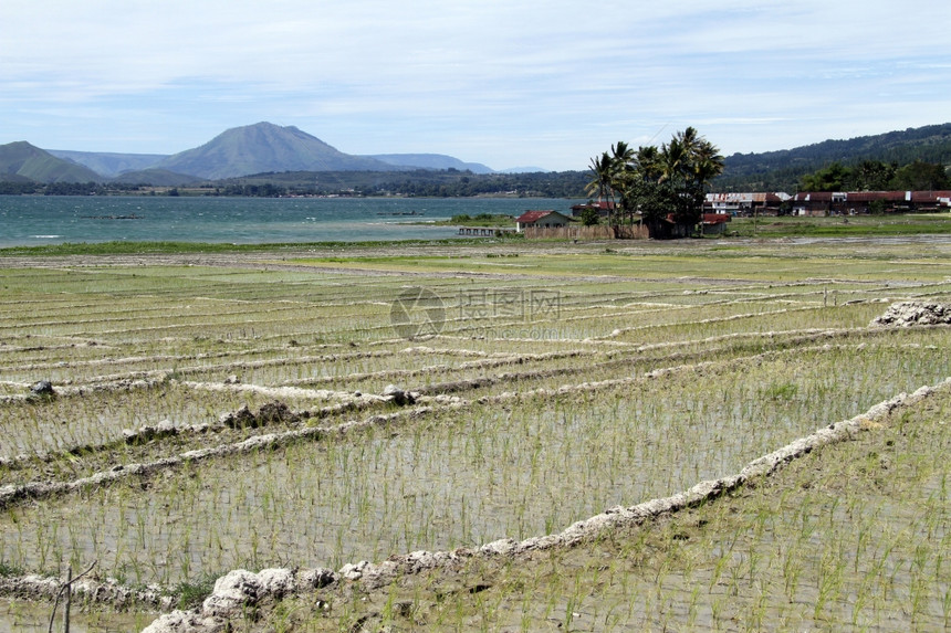 印度尼西亚Samosir岛的稻田图片