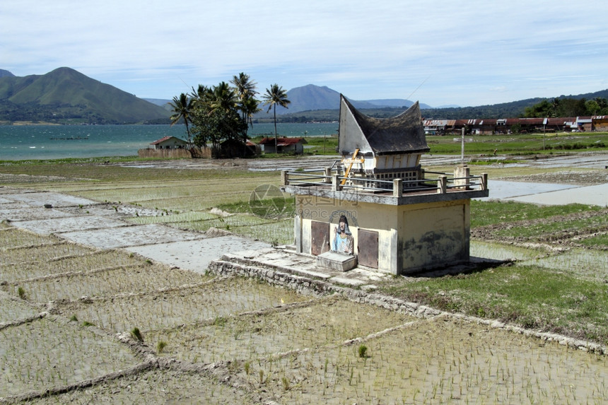 印度尼西亚萨莫塞尔岛的稻田图片