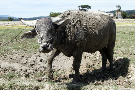 印度尼西亚野外有角的大脏牛印度尼西亚图片