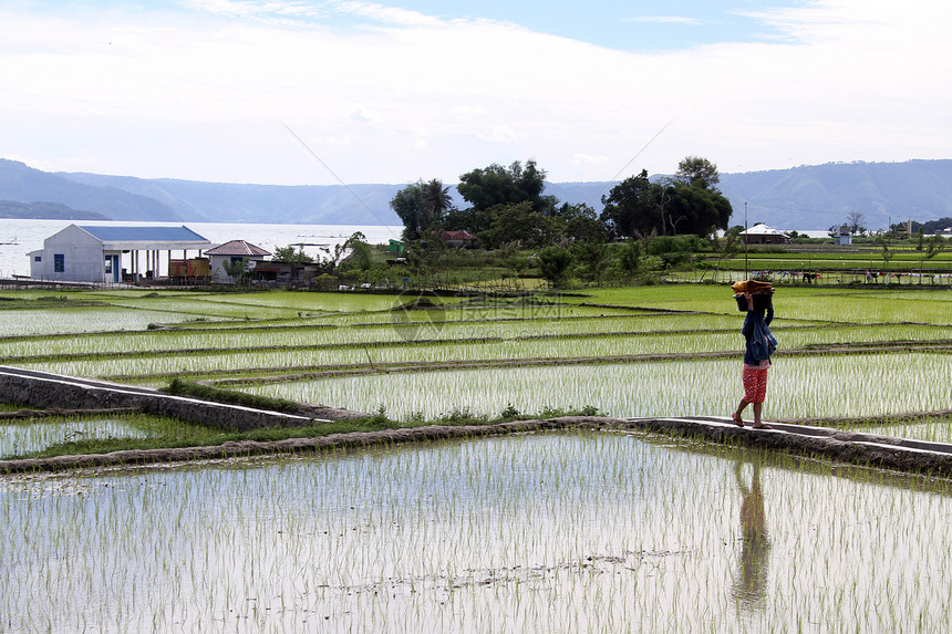 在Indonesua的稻田附近行走妇女图片