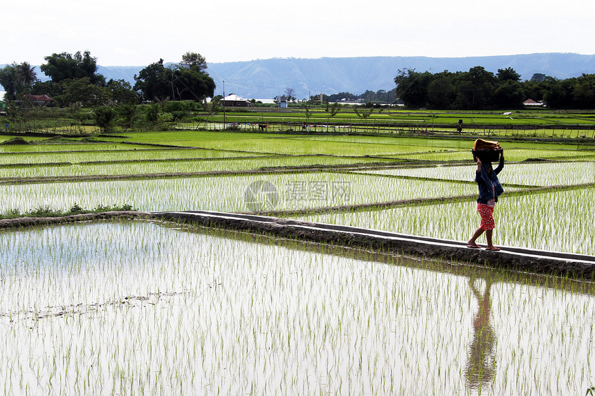 在印度尼西亚的稻田附近行走妇女图片