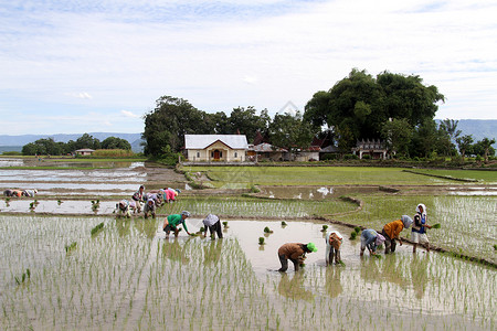 人们在农庄附近的稻田工作图片