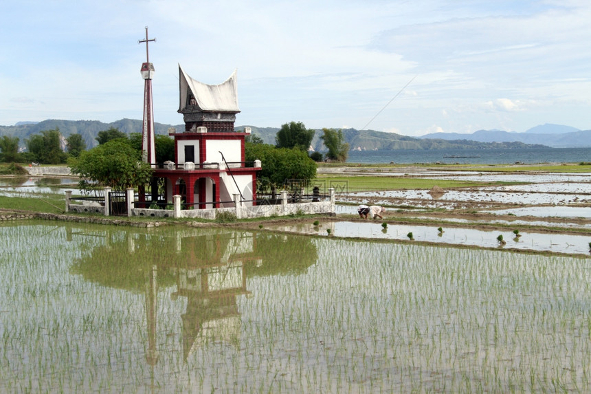 人们在印度尼西亚Samosir岛Batak附近的稻田工作图片