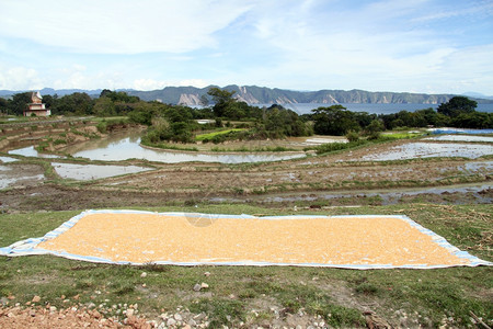 印度尼西亚Samosir干玉米种子和稻田图片
