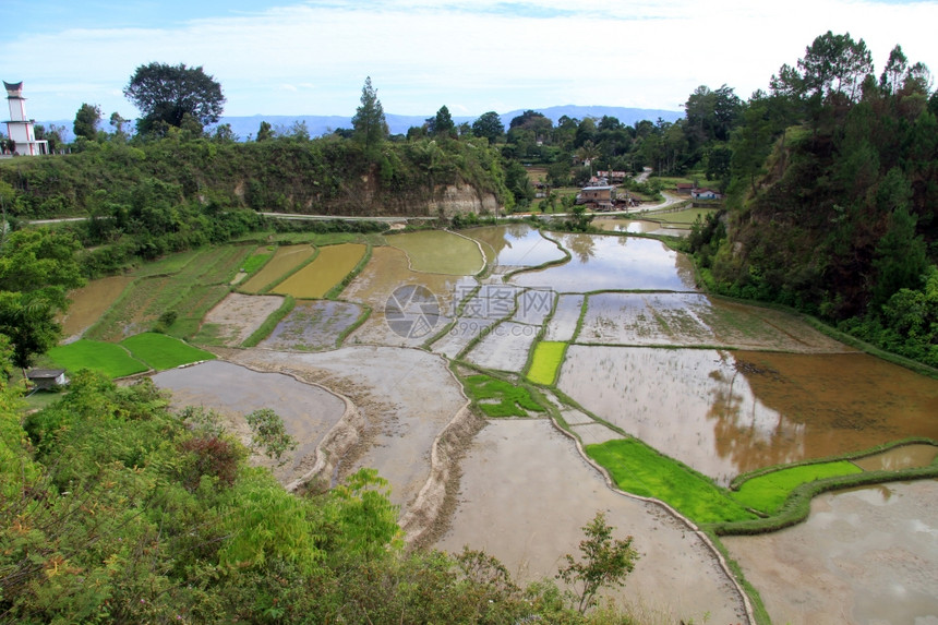 印度尼西亚Samosir岛的哥斯达黎加梯田和巴塔克图片