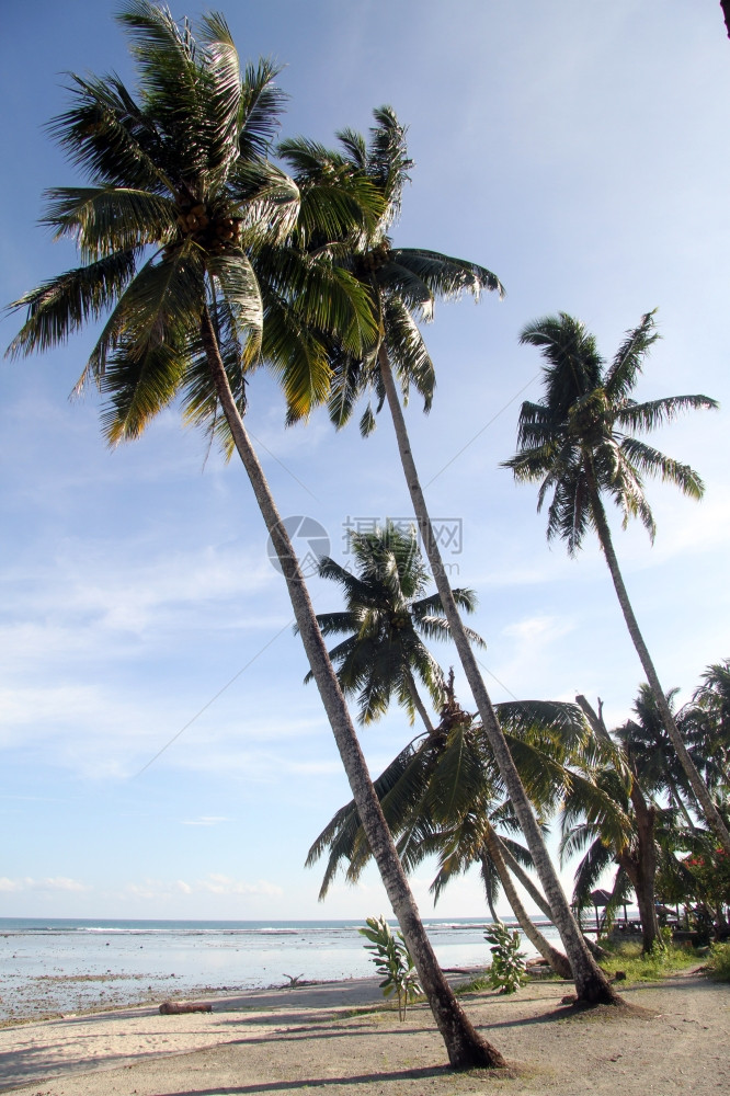 印度尼西亚斯的PantaiSorak沙滩上的棕榈树图片