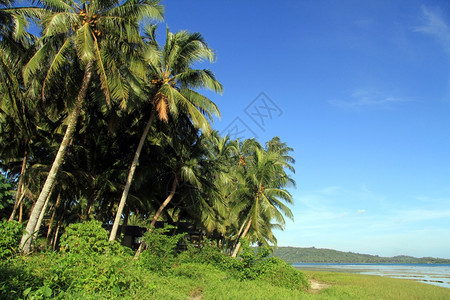 索拉克印度尼西亚斯PantaiSorak海滩棕榈树种植园背景