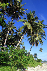 伊尼亚斯印度尼西亚斯PantaiSorak海滩棕榈树种植园背景