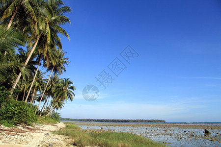 帕尼亚斯印度尼西亚斯PantaiSorak海滩棕榈树种植园附近的足迹背景