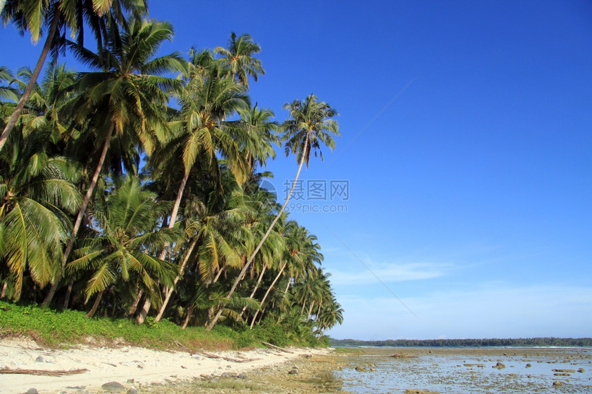印度尼西亚斯PantaiSorak海滩椰子棕榈树种植园图片