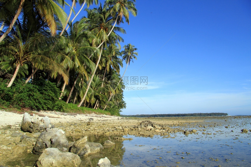 印度尼西亚斯PantaiSorak上的棕榈树图片