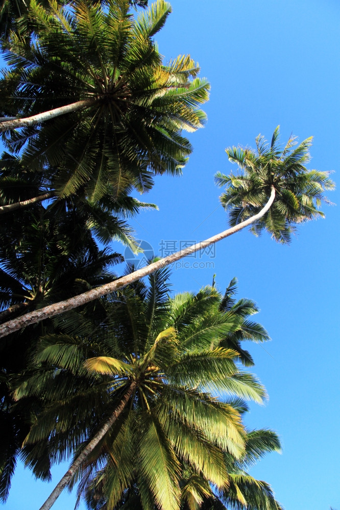 棕榈树和蓝天空图片