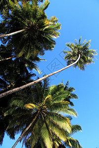 棕榈树和蓝天空背景图片