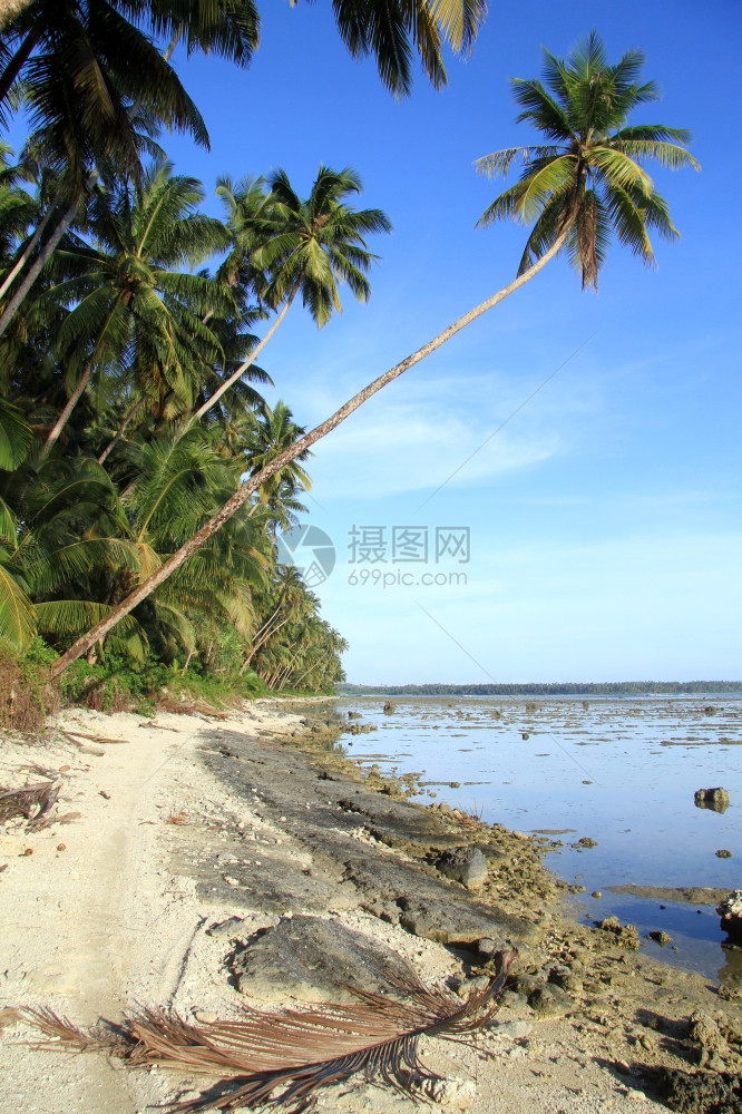 印度尼西亚斯PantaiSorak海滩种植园附近山脚上的干棕榈叶图片