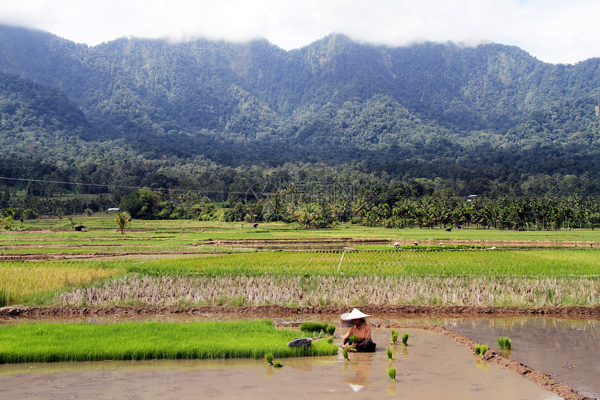 印度尼西亚Maninjau湖附近的稻田妇女图片