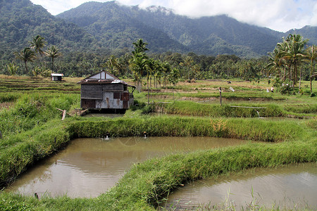 印度尼西亚山附近的稻田和池塘图片