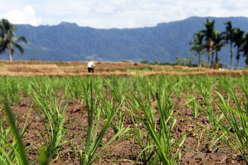印度尼西亚新的绿色水稻种植厂和实地工人图片