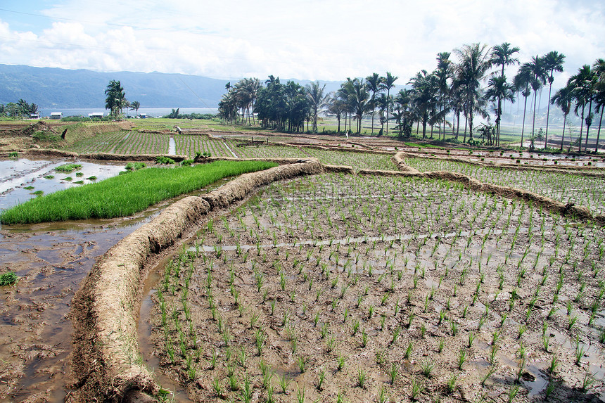 印度尼西亚Maninjau湖附近的稻田图片