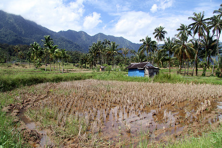 印度尼西亚田间干稻图片