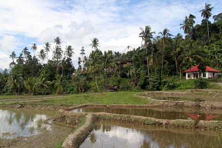 印度尼西亚棕榈树种植园的稻田和清真寺图片