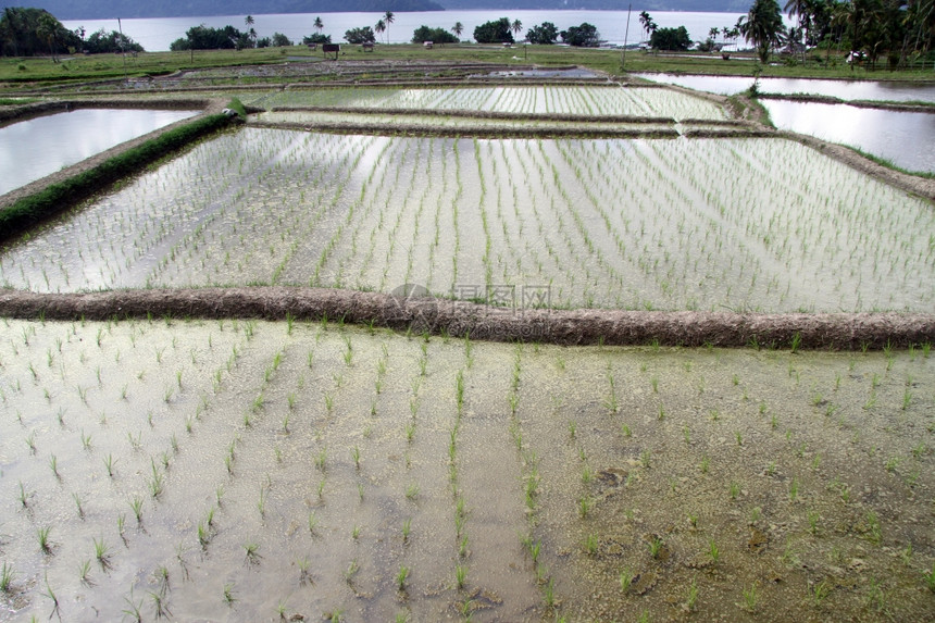 印度尼西亚Maninjau湖附近田地上新稻图片