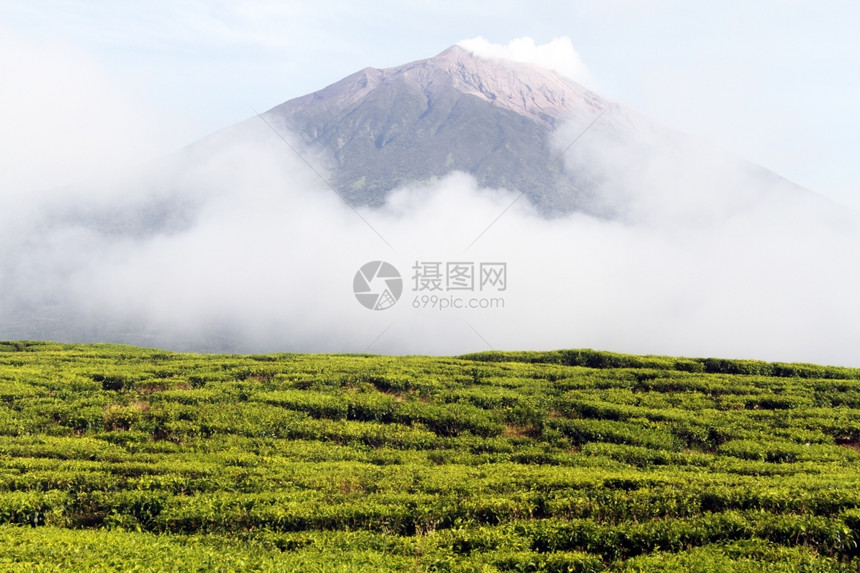 印度尼西亚绿茶种植园和Kerinci火山图片