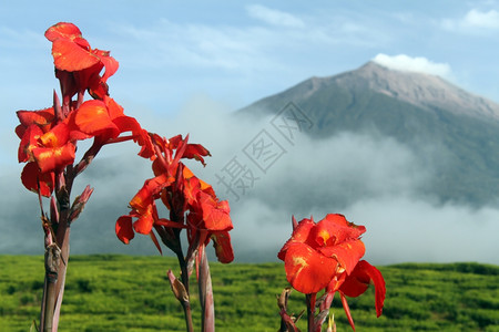 印度尼西亚背景的红花大和Kerinci火山图片