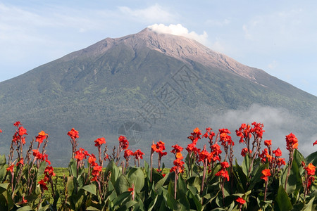 印度尼西亚的红花和Kerinci火山图片