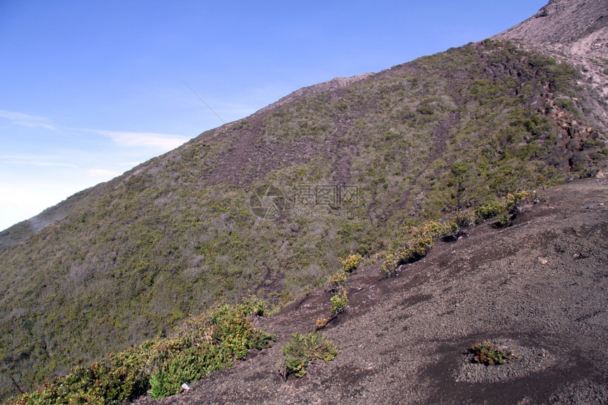 印度尼西亚Kerinci火山斜坡上的布什图片