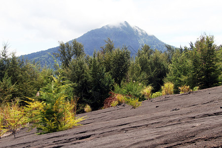 印度尼西亚克拉卡托火山坡上的森林图片