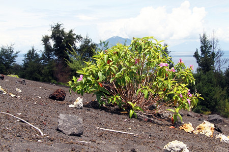 印度尼西亚克拉卡托火山斜坡上的布什图片