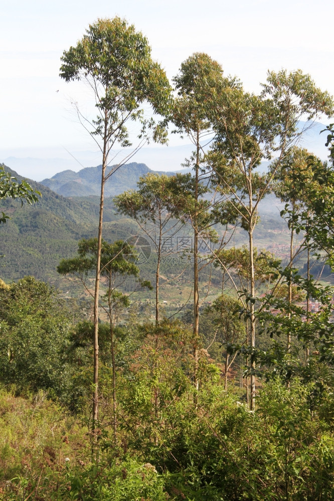 印度尼西亚KawahPutih火山坑附近的Eualiptus树图片